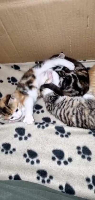 This video contain badass kittens