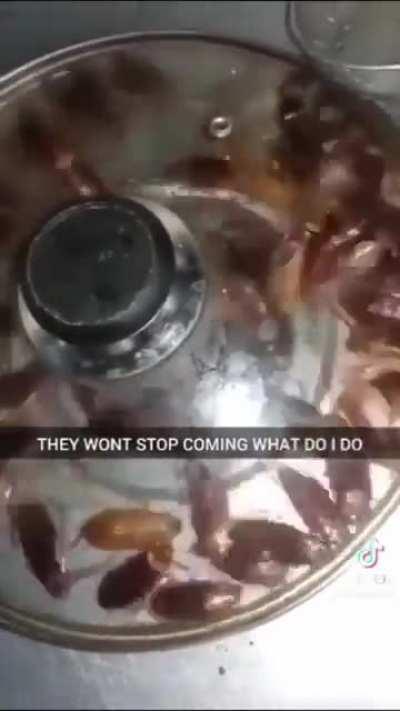 What to do when thy get attacked by an cockroach invadion spell by another wizard?