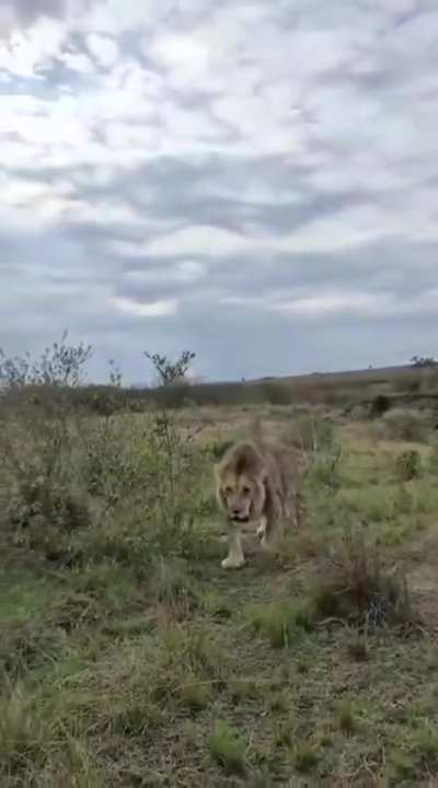 kiok Bila Shaka this morning