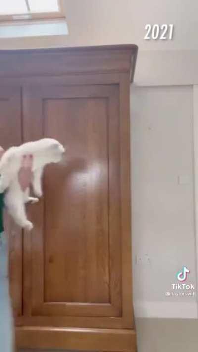 New TikTok full size