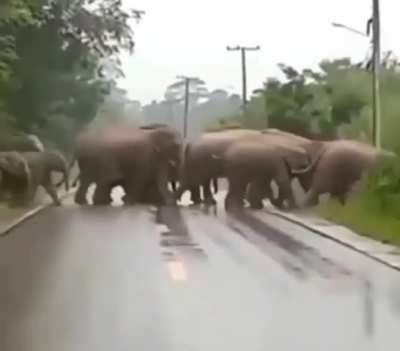 Matriarch says thanks after traffic stops to let herd cross the road