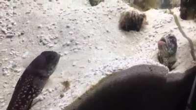 Two fish throwing gravel at each other