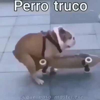 Perro truco