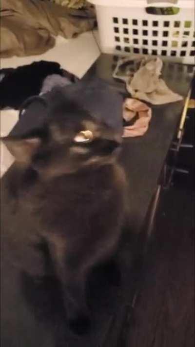 He just sits on his perch, waiting to attack his own family!