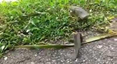 🔥 Climbing Perch fish can survive out of water up to 10 hours 🐟