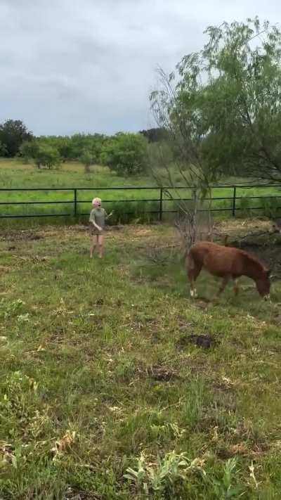 Orphaned Zonkey imprints on boy.