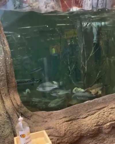 HMB while I go swimming at Bass Pro Shop