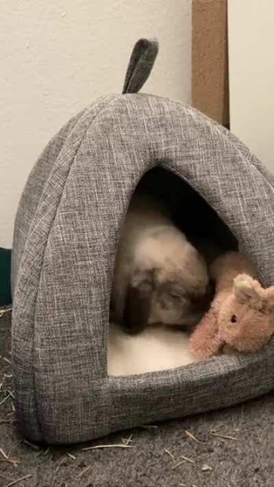 Finally got to BOOP the the cotton tail, he was very distracted with his new apartment. Also, he kicked out the previous tenant.