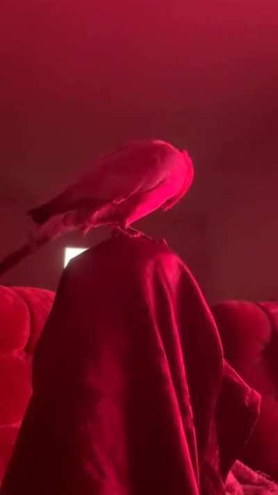 Kio speaking his own language while watching TV.