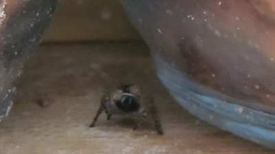 Was about to wipe my counter top when I saw this cute little jumping spider.