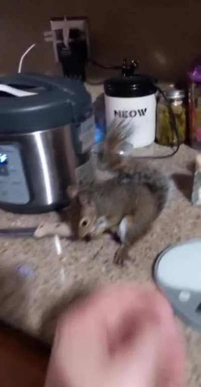 My friend has domesticated a squirrel…or so he is attempting.
