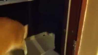 Cat sniffing a stink bug