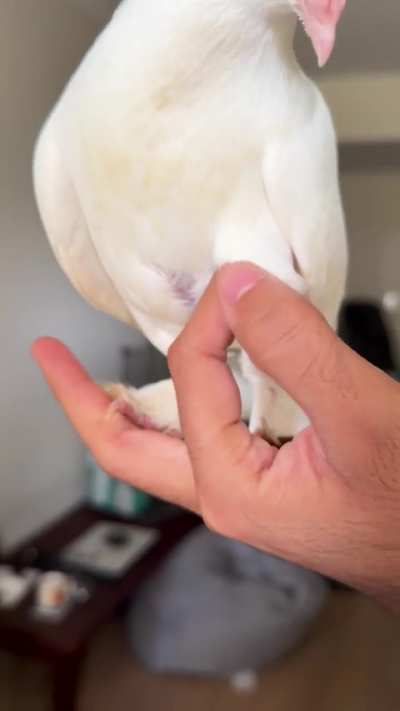 Squeaker - JUST won’t eat