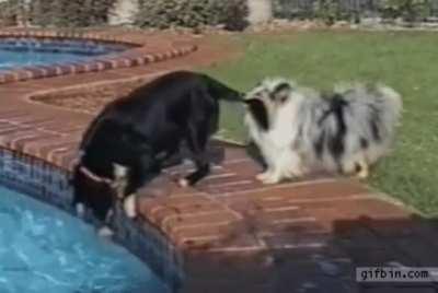 Is this a real depiction of teamwork between canines? Does this mean dogs can actually communicate clearly with one another? This is blowing my mind