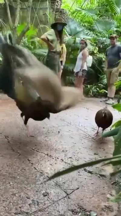 To holla at a lady bird