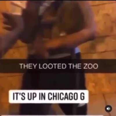 When the Zoo is Loose