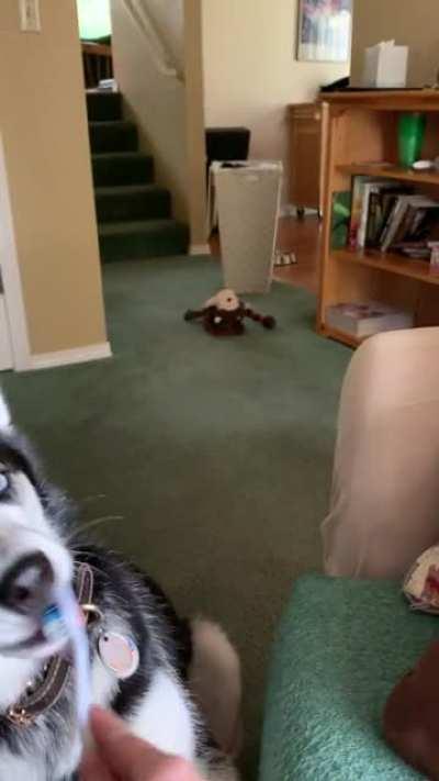 Kaya is pretty good about brushing her toofers....