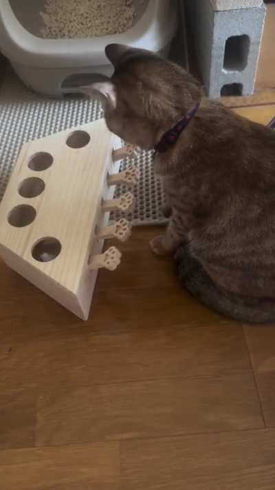Cat slowly figuring out how the toy works