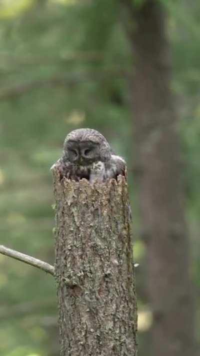 🔥Great Gray Owl (Strix nebulosa)