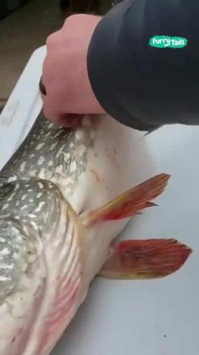 Киндер-сюрприз