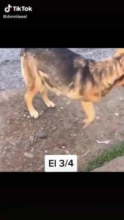 El más FIXA el shoro 3/4