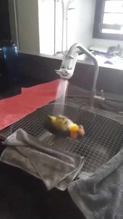 One happy showering birb