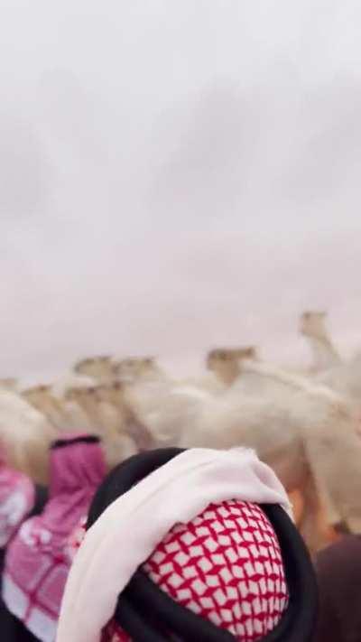 Shammar camels at King Abdulaziz Camel Festival