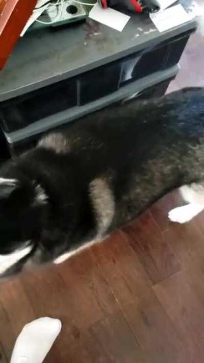 My Dog calmly asking for a piece of my bagel in the bag that she walks up to.