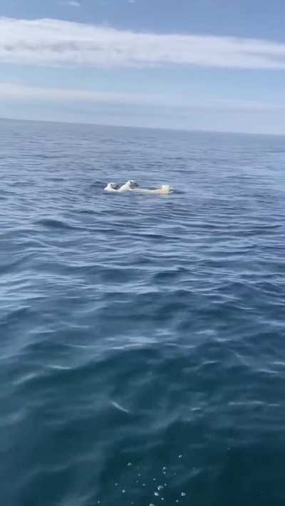 They are scary as hell!