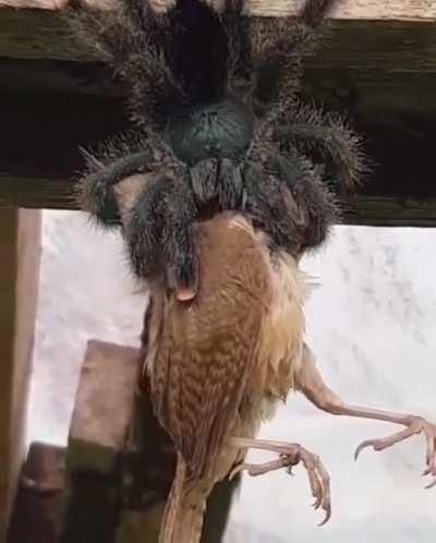 A spider eating a bird in Australia