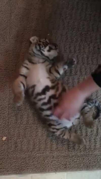 siCk fUcK riPs sTriPeS oFF hELpLeSS tiGeR