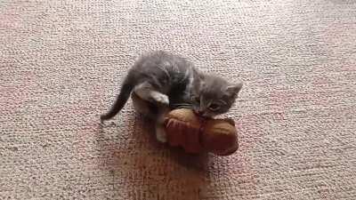 Rescue kitten's first night home. Boyboy was found in a log yard at the saw mill. After a hi lift dropped a huge pile of rubbish on to a pile of wood out he ran.
