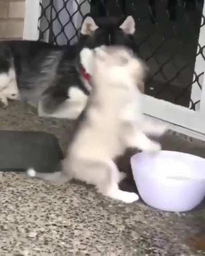 He Gets That From His Father