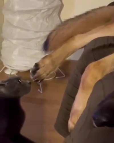 What is up with this paw