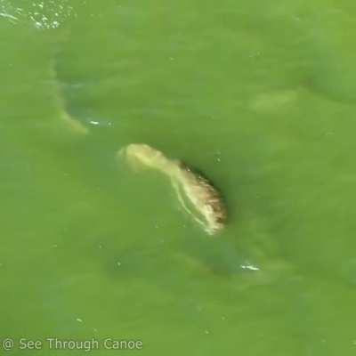 The Odd Pod. A Manatee Adopted by a Pod of Dolphins