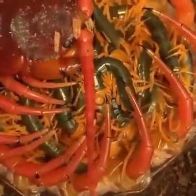 🔥 This Centipede's family
