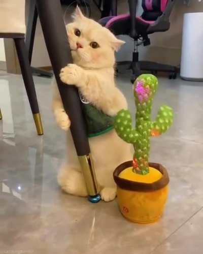 911: What’s your emergency? Cat: Rescue me from this shit