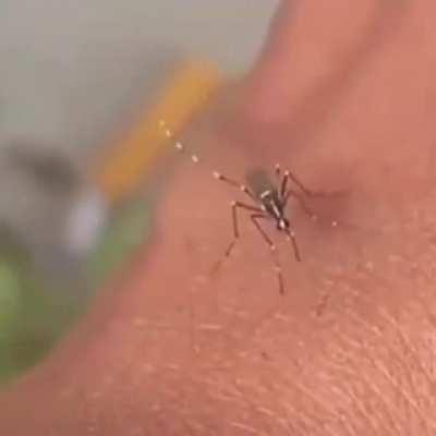 To get a drink of blood