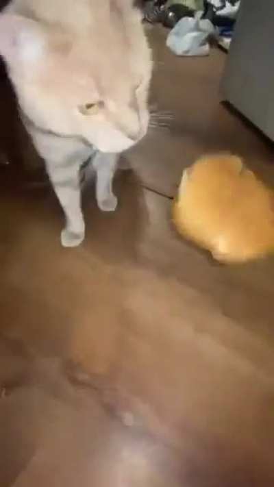 how did thr burger do that why did it do thag