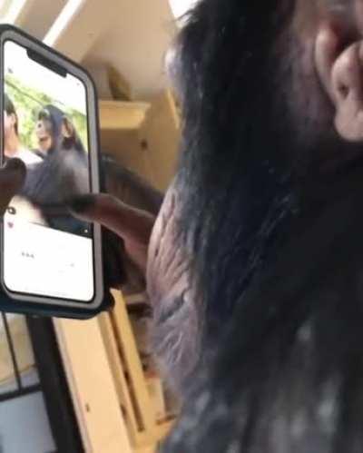 We are all chimps!!!