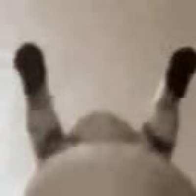 my cat (he is rapping)