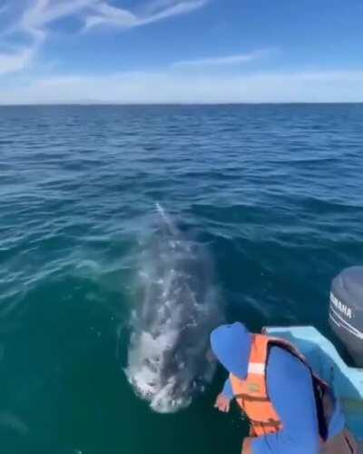 Grey Whale Belly Roll for a Scritch!