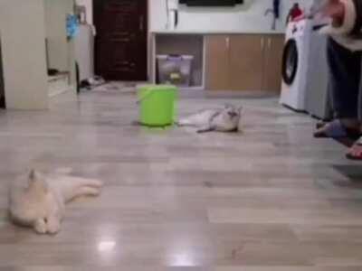 Hole in One. (Cat Edition)