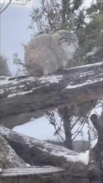 Pallas Cats are well adapted to cold weather, our boy here doesn't seem bothered at all