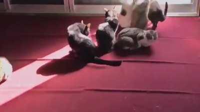 A puddle of cats following the sun