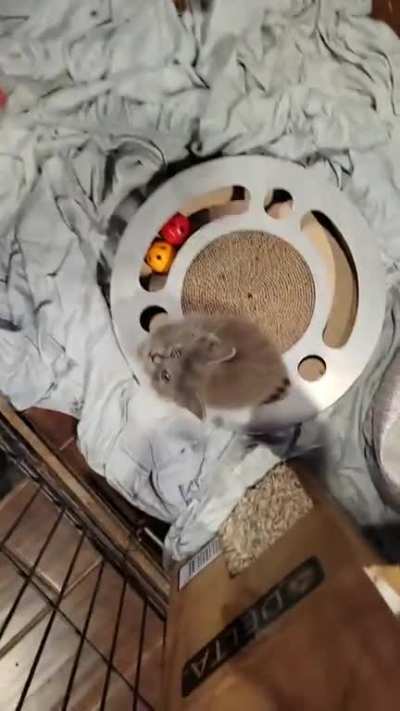 Trapped this girl the other day. Meet Philomena Cunk.