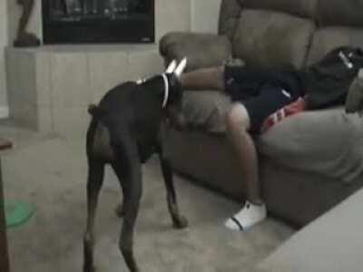 after a doberman bites me.