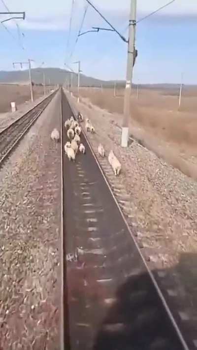 Was about to be on a dinner plate