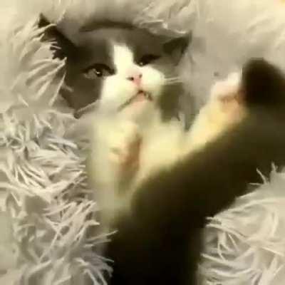 Cute cat plays Peek-A-Boo❤️❤️