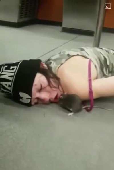 Just a rat cleaning itself